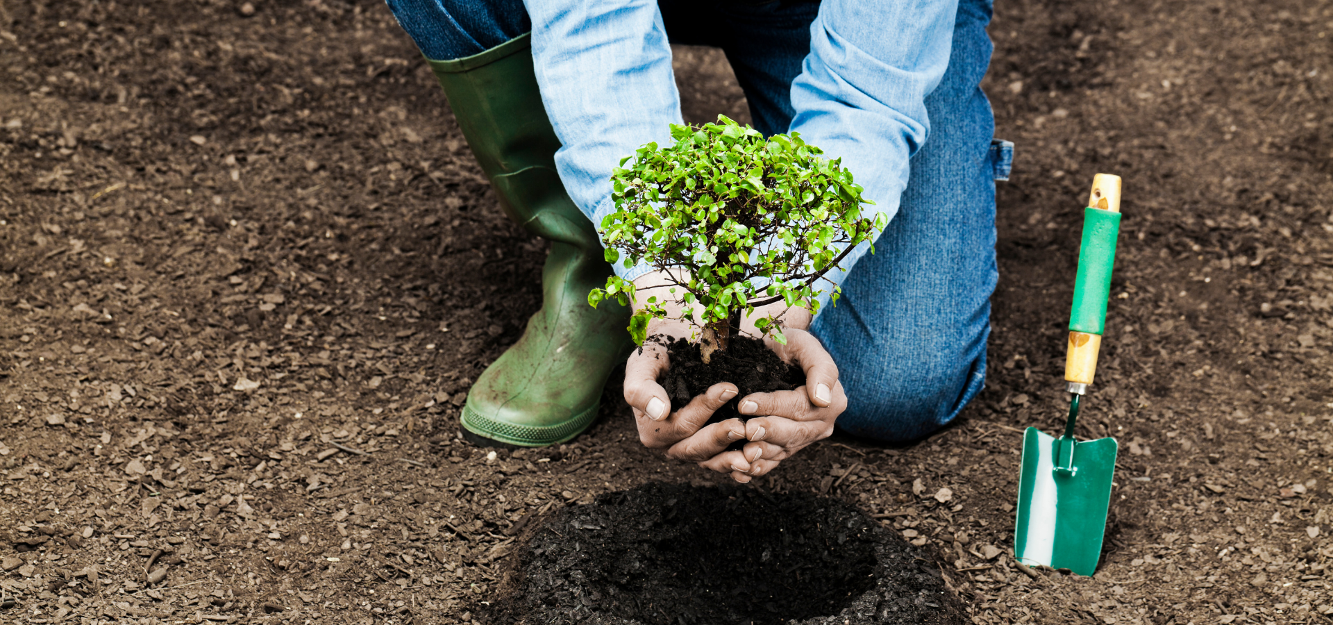 Tree Plantation